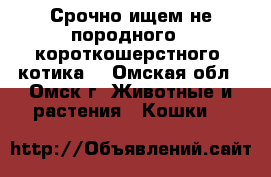 Срочно ищем не породного , короткошерстного  котика  - Омская обл., Омск г. Животные и растения » Кошки   